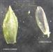  Lower Floret - Lower Lemma and Lower Palea